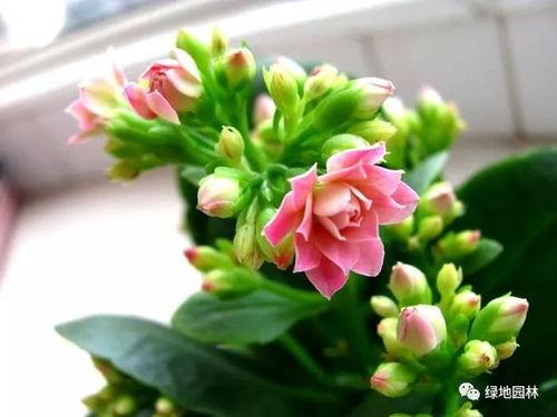 一枝花娱乐吃瓜